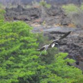  Galapagos